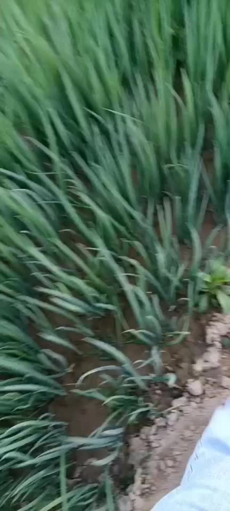 葱小葱上车价1块5