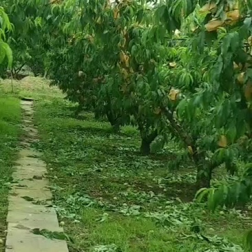 水密桃