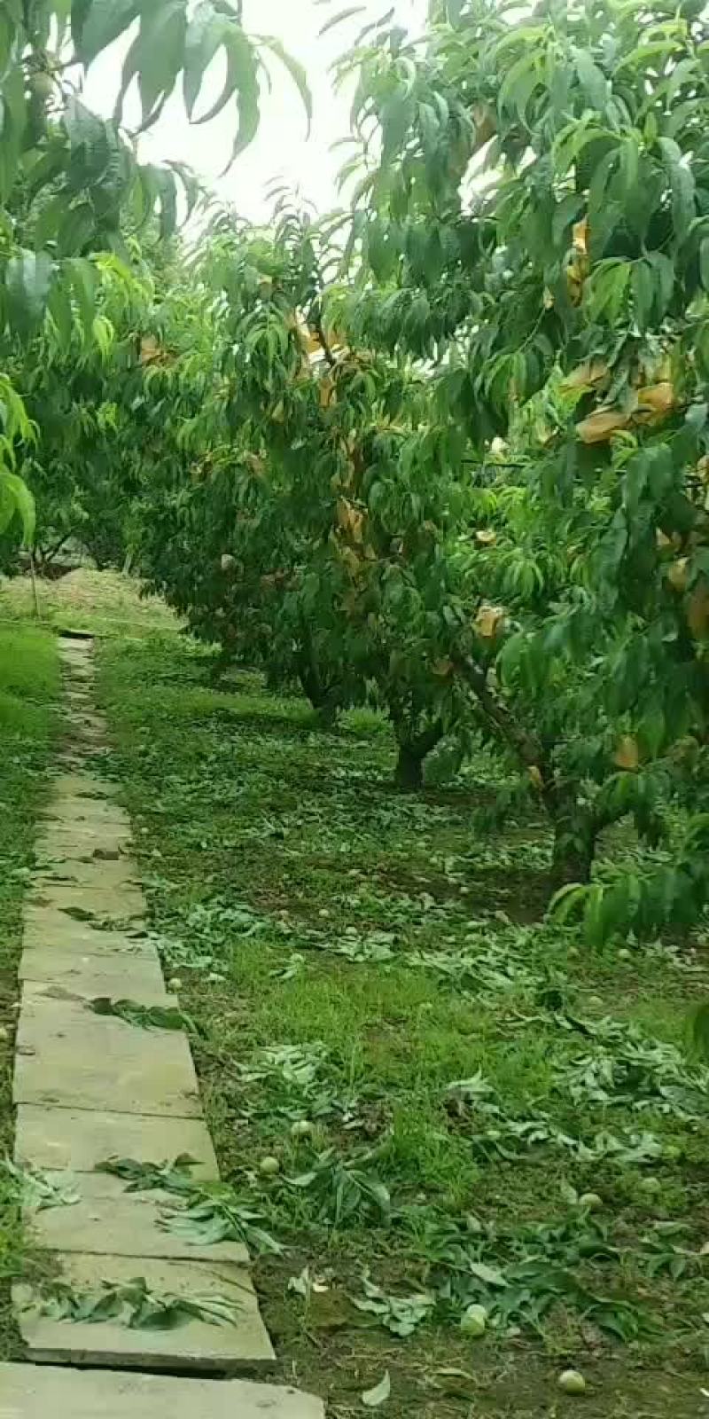 水密桃