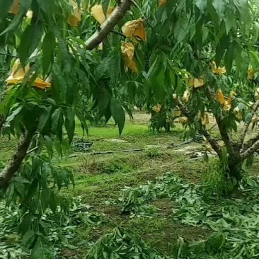 正宗无锡阳山水密桃又大又甜