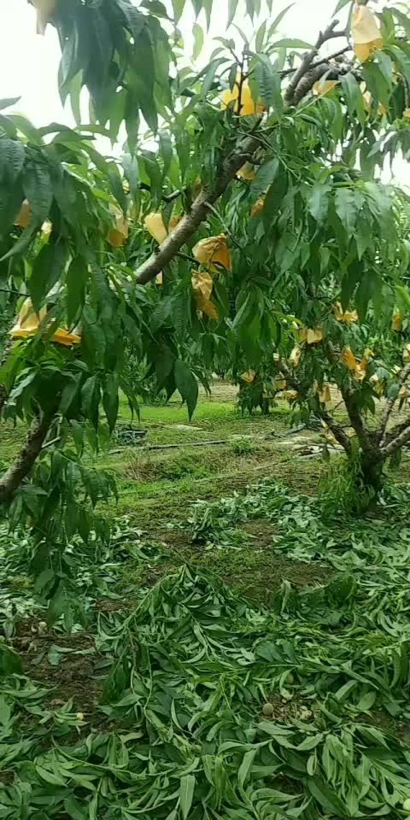 正宗无锡阳山水密桃又大又甜