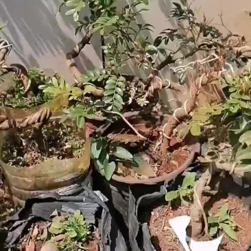 云南红芽清香木小盆景