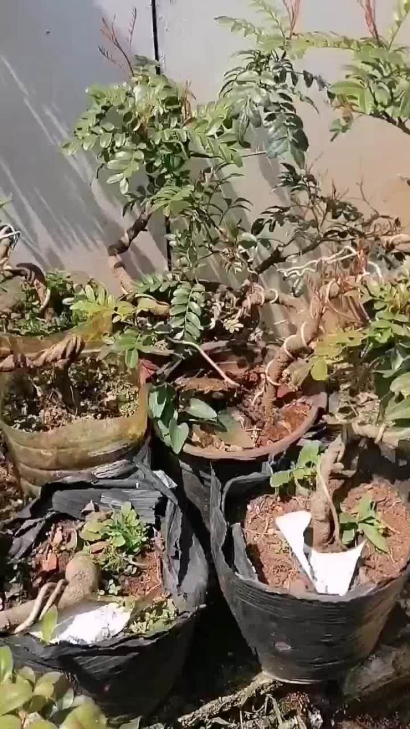 云南红芽清香木小盆景