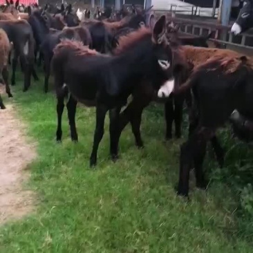 毛驴肉驴德州驴马上装车夏夏季养驴