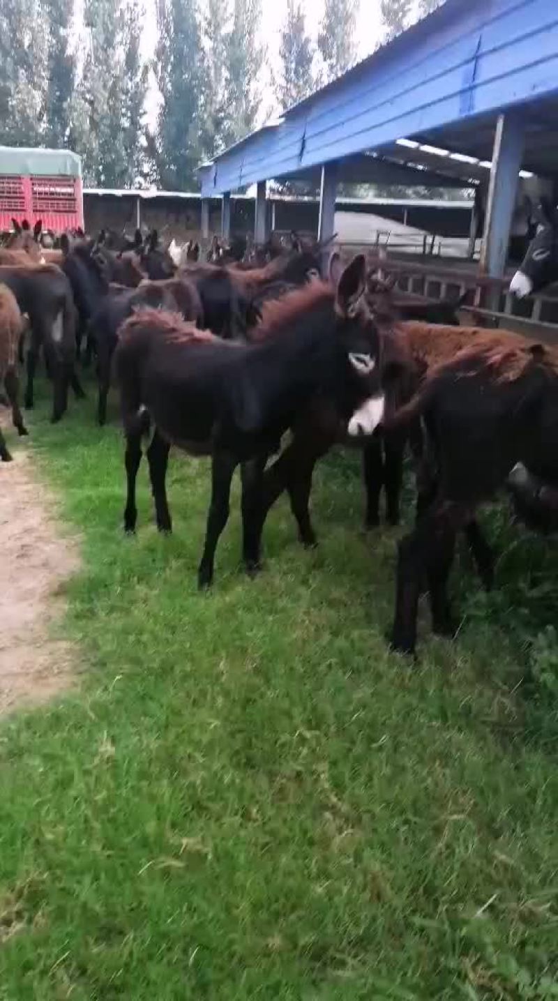 毛驴肉驴德州驴马上装车夏夏季养驴