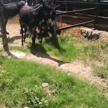 秸秆养驴新办法有养驴的朋友抓紧联系