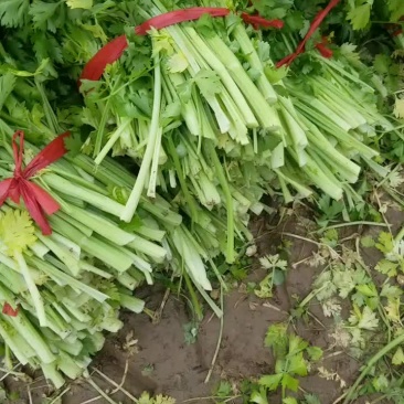 加工厂用的芹菜上车0，25一0，3一市斤大量要货