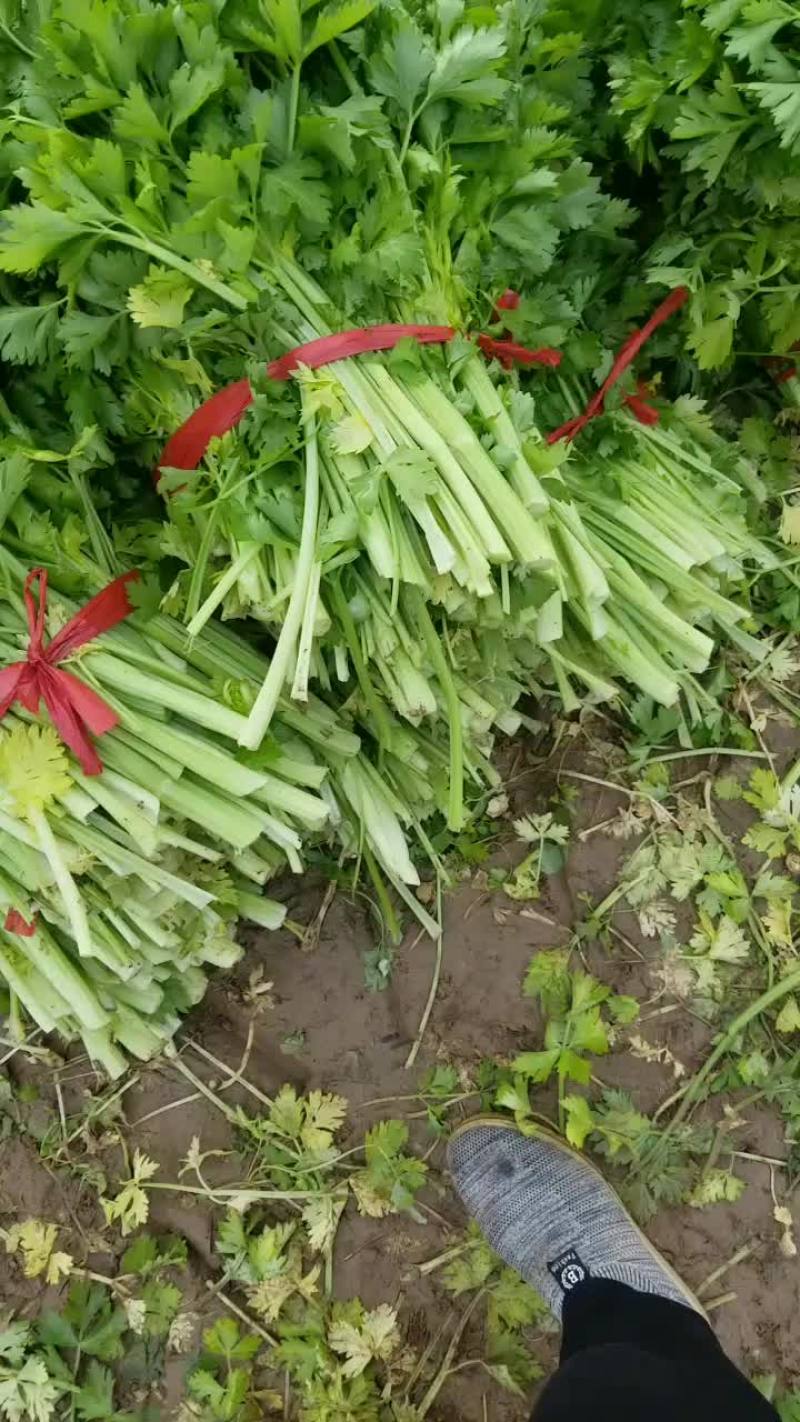 加工厂用的芹菜上车0，25一0，3一市斤大量要货