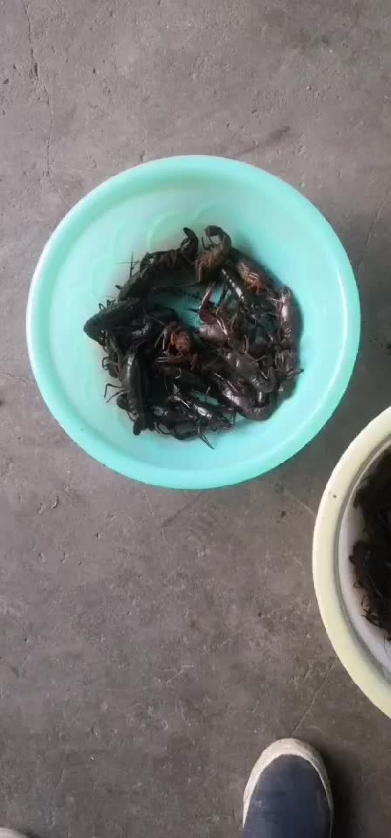 宁波本地青虾高成活