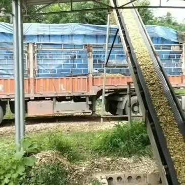 大量竹子颗粒出售