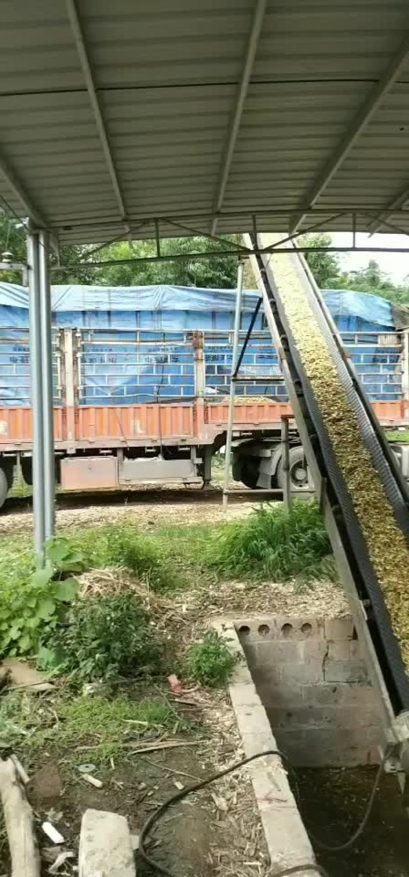 大量竹子颗粒出售