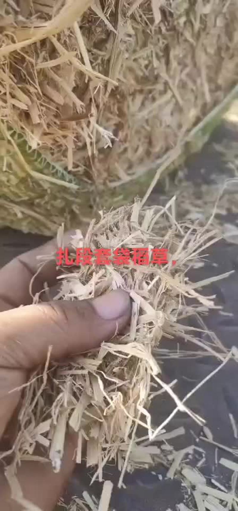 柔丝，扎段，稻草。