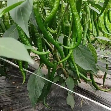 大基地精品二荆条