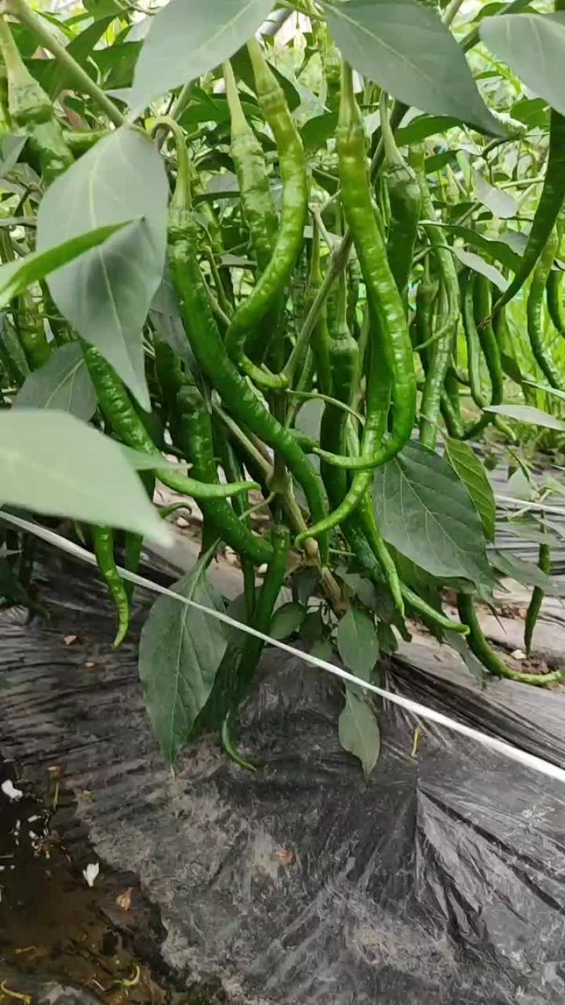 大基地精品二荆条