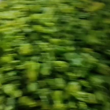 大基地精品薄皮苏椒