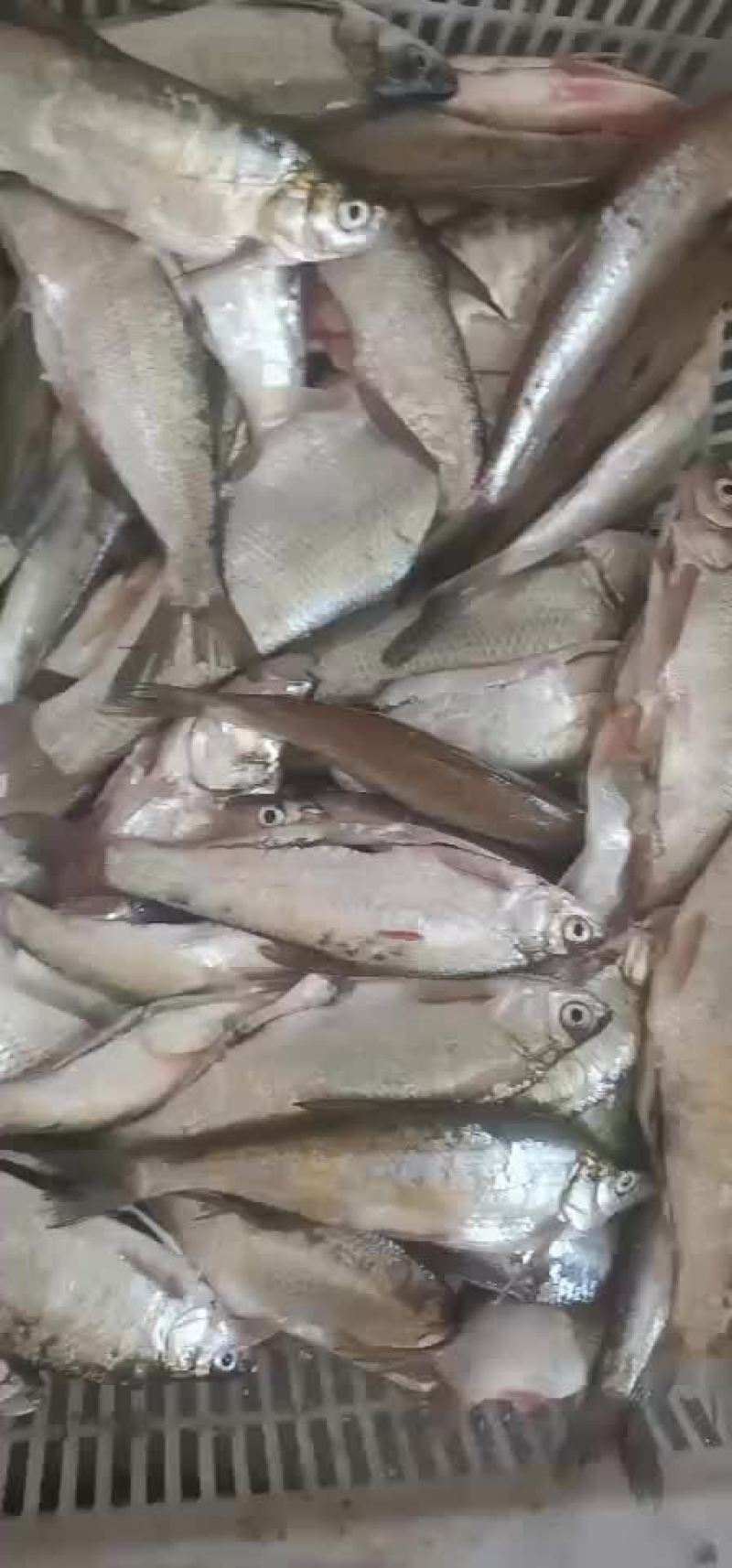 白条翘嘴