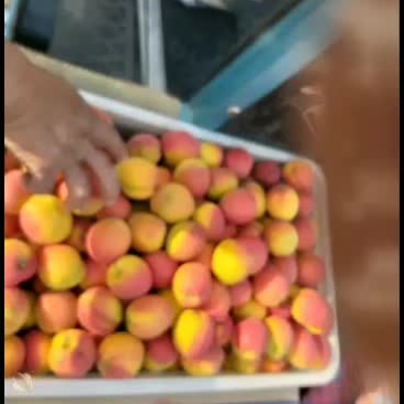 杏串枝红
