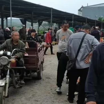 红灯大量上市，
