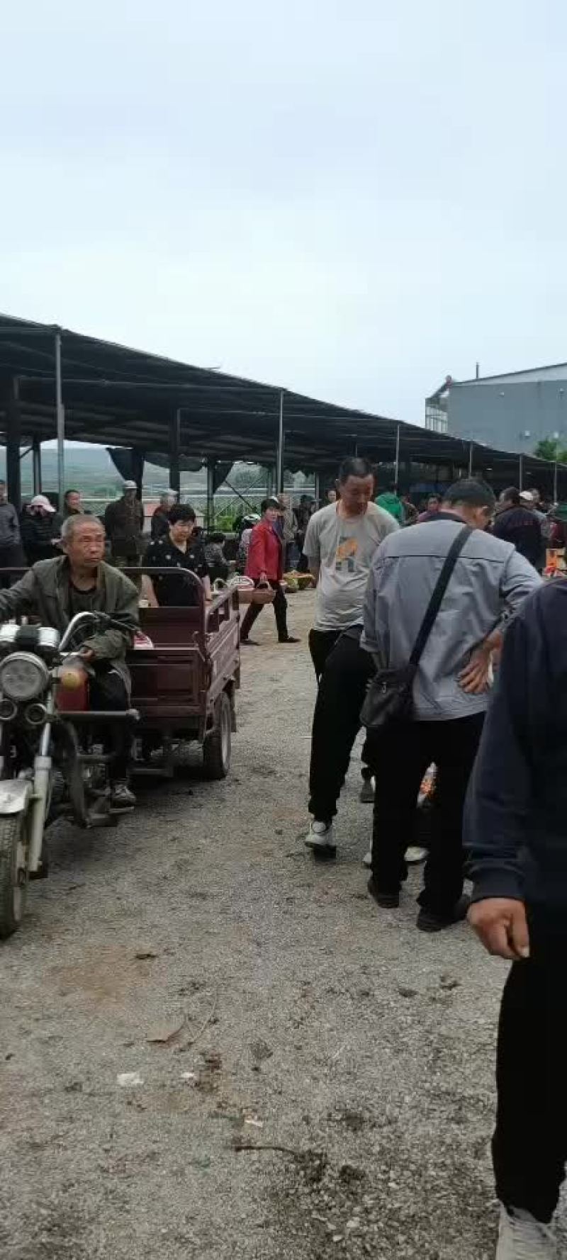 红灯大量上市，