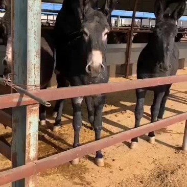 创业肉驴毛驴德州驴养殖