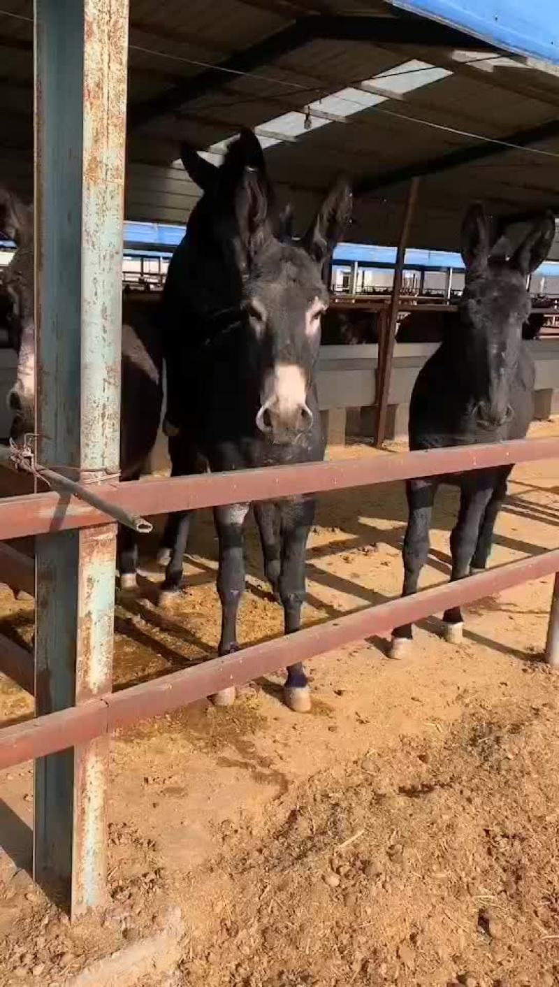 创业肉驴毛驴德州驴养殖