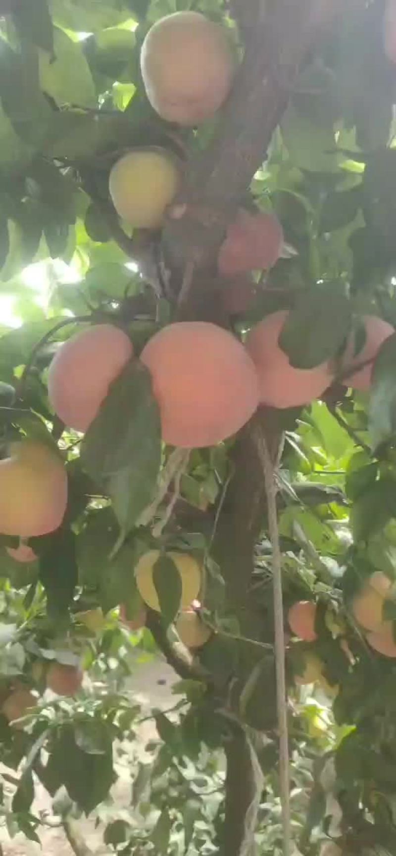 幸运李子量大