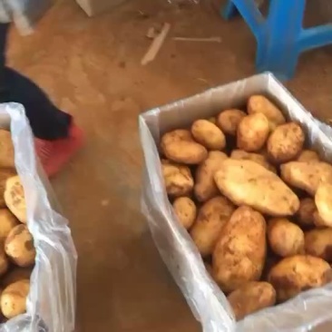土豆