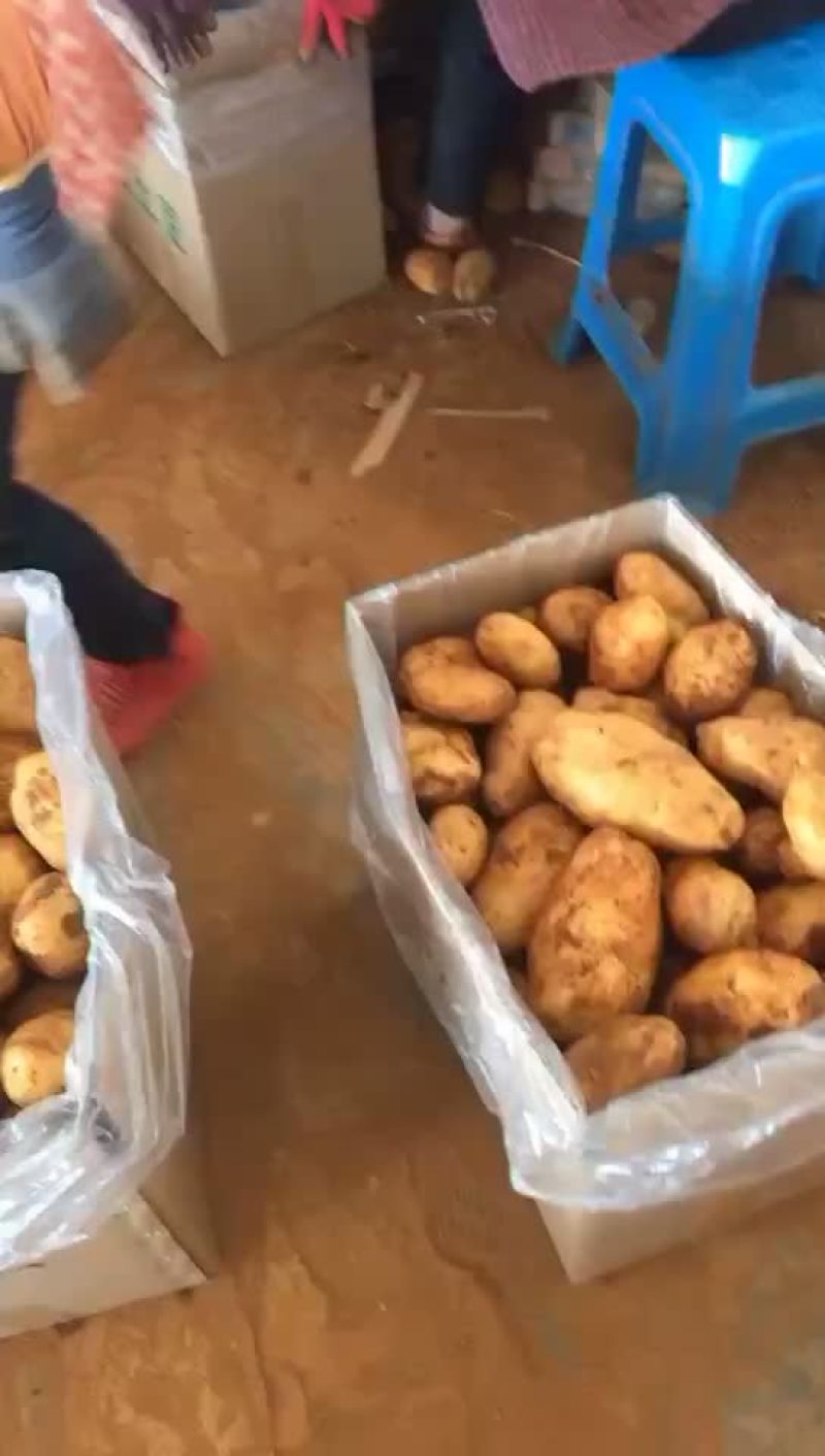 土豆
