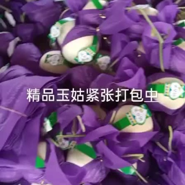 玉姑大量上市，糖度16个以上