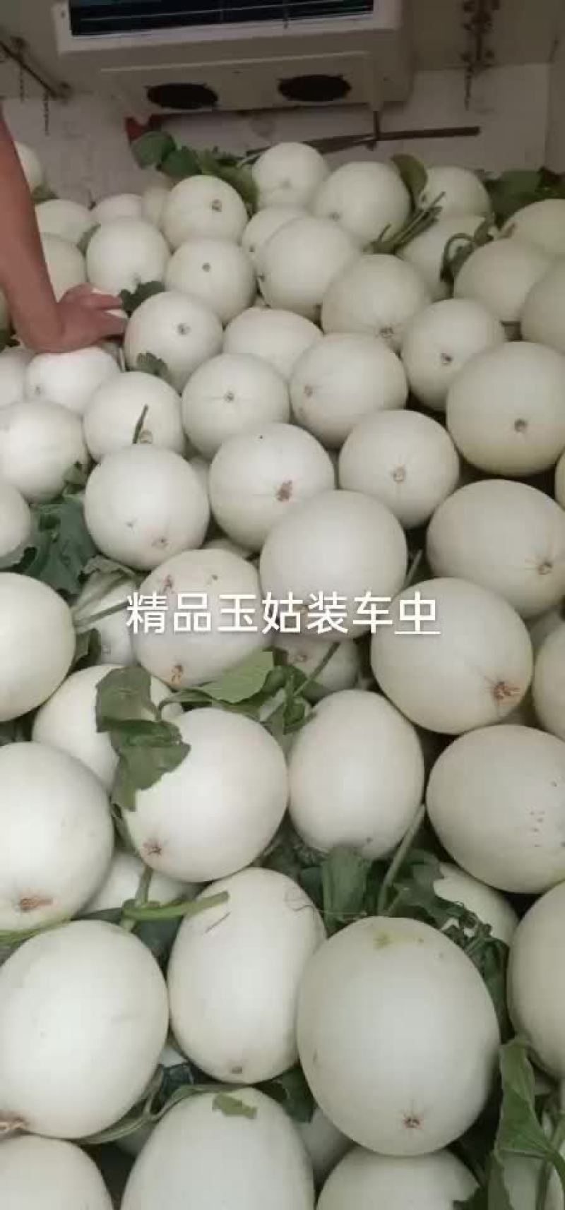 玉姑大量上市，糖度16个以上