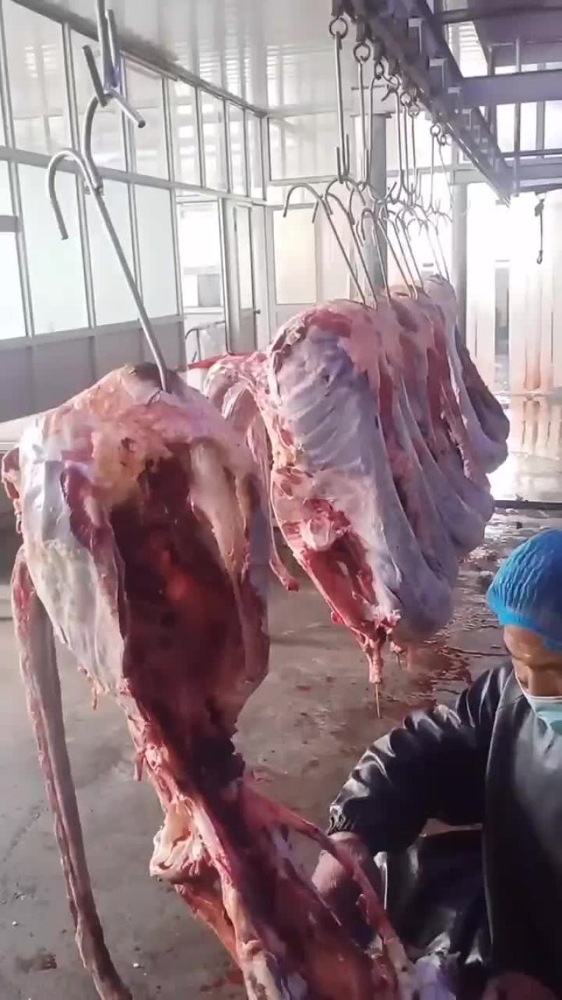 非常驼鸟专业繁育基地