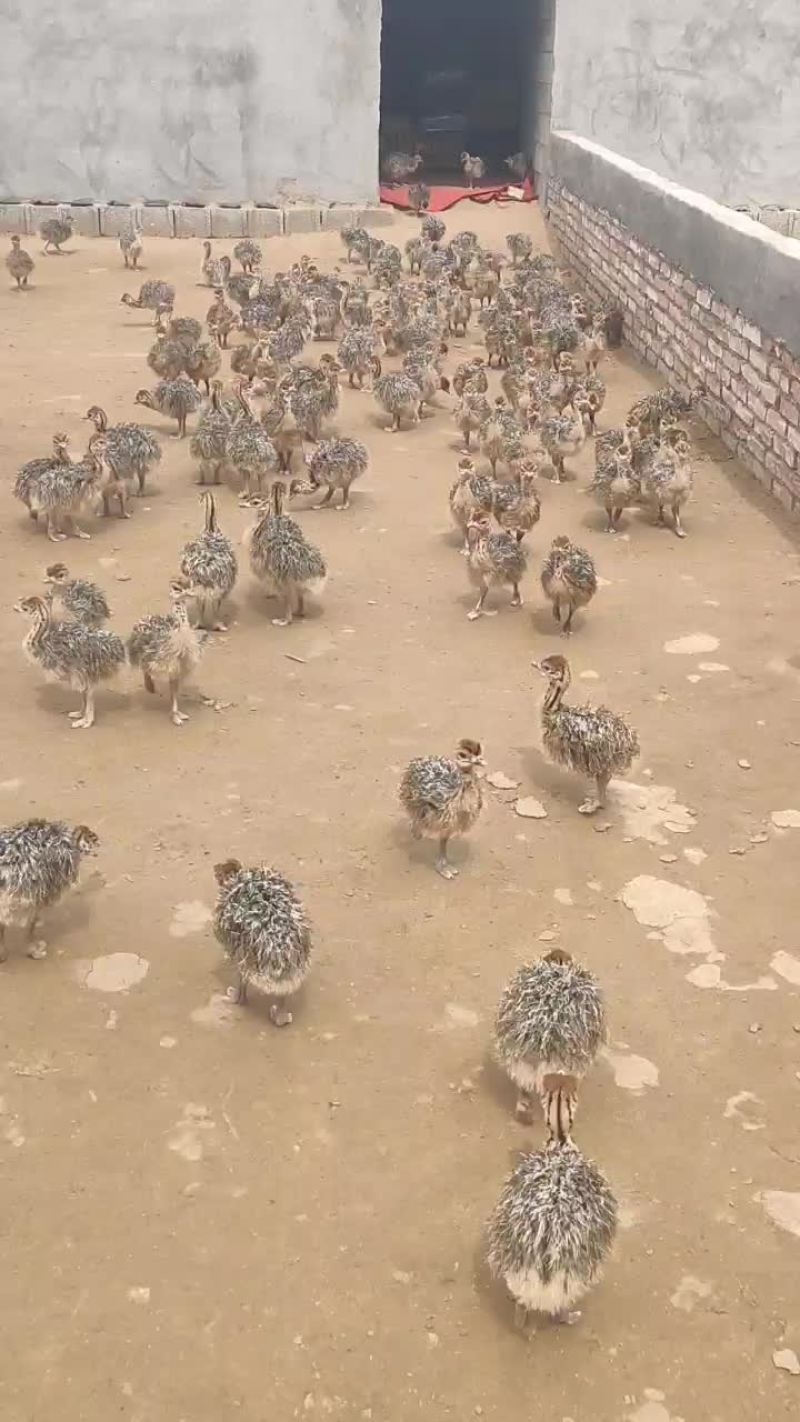非常驼鸟专业繁育基地
