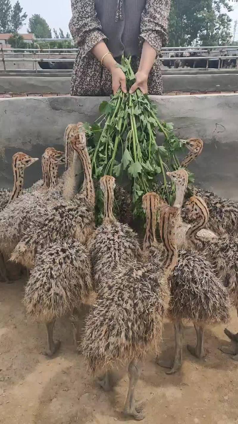 非常驼鸟专业繁育基地