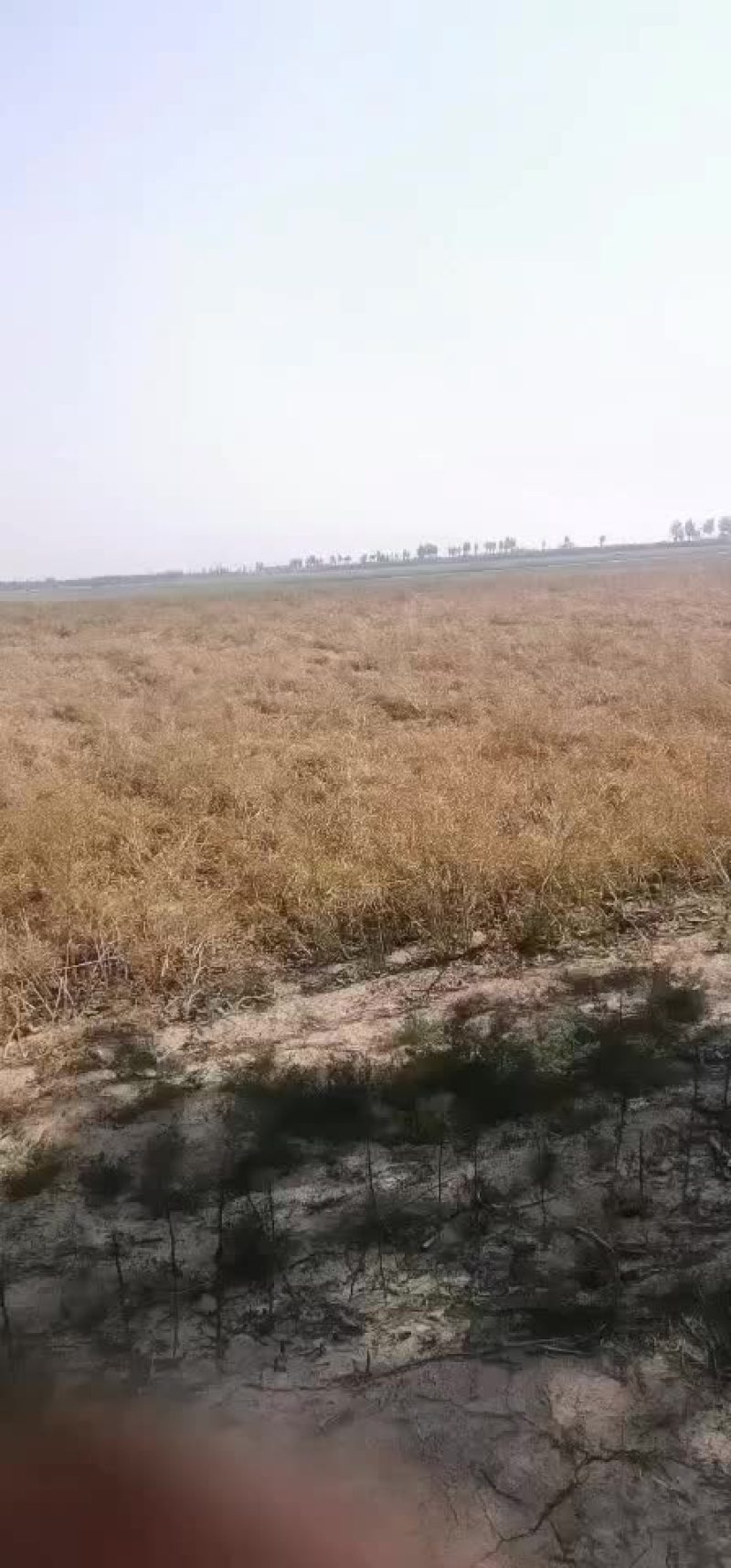 油采