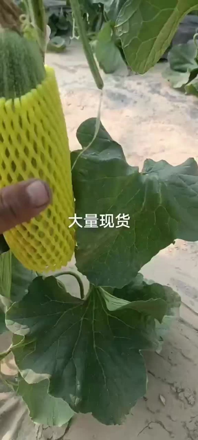 甜瓜