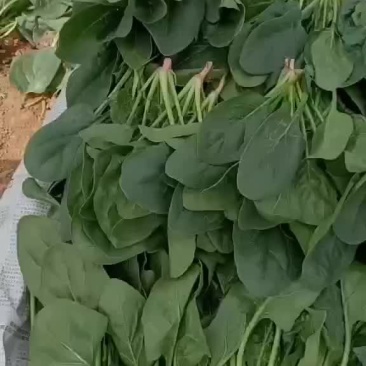 精品菠菜苗
