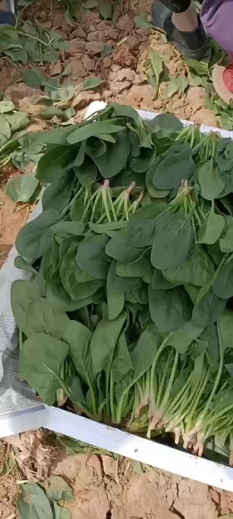 精品菠菜苗