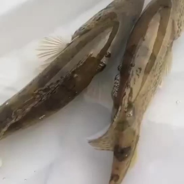 野生桂鱼