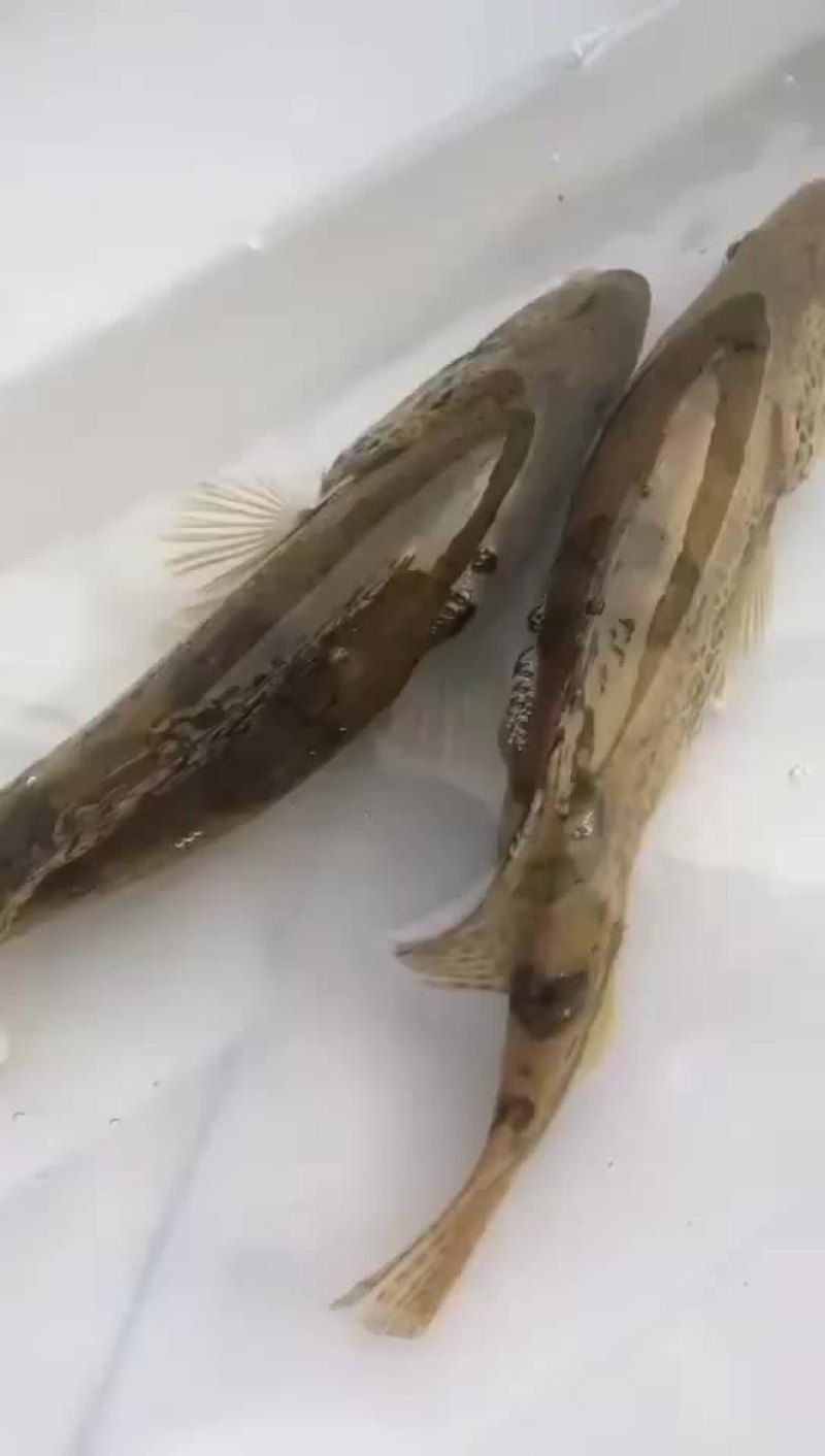 野生桂鱼