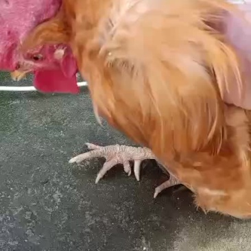 农村一手货源