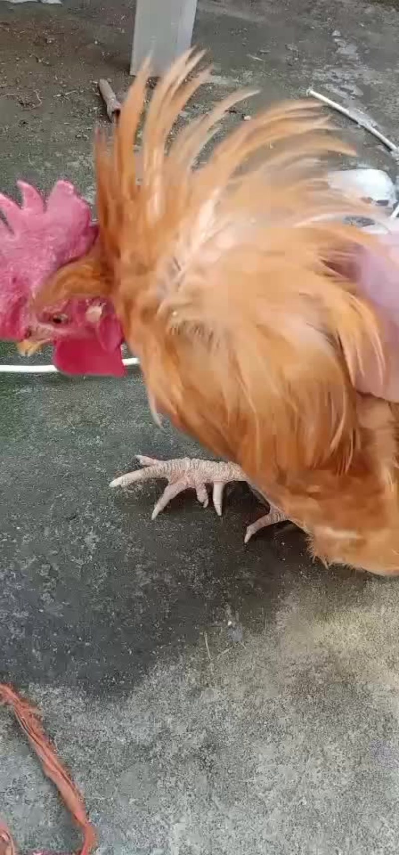 农村一手货源