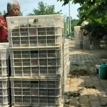黑白桑椹