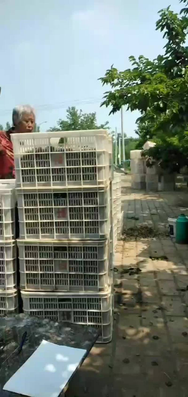 黑白桑椹
