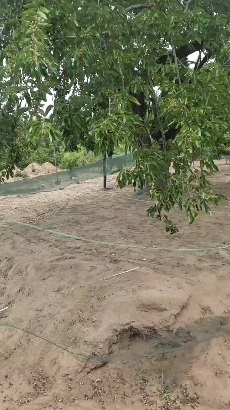 黑白桑椹