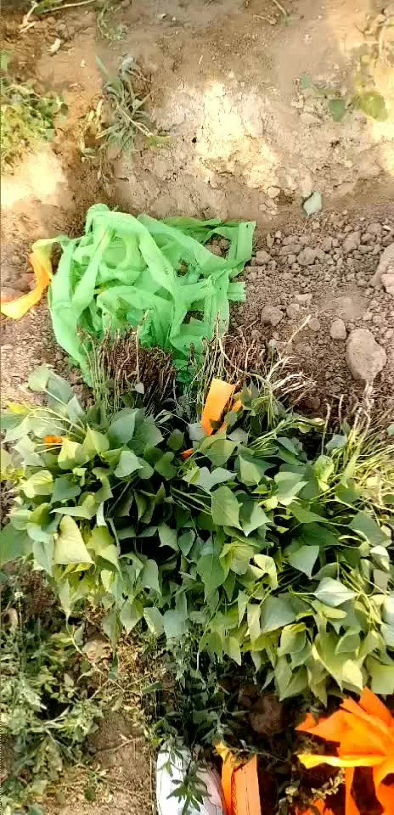 大量供应慧谷脱毒龙九拔苗