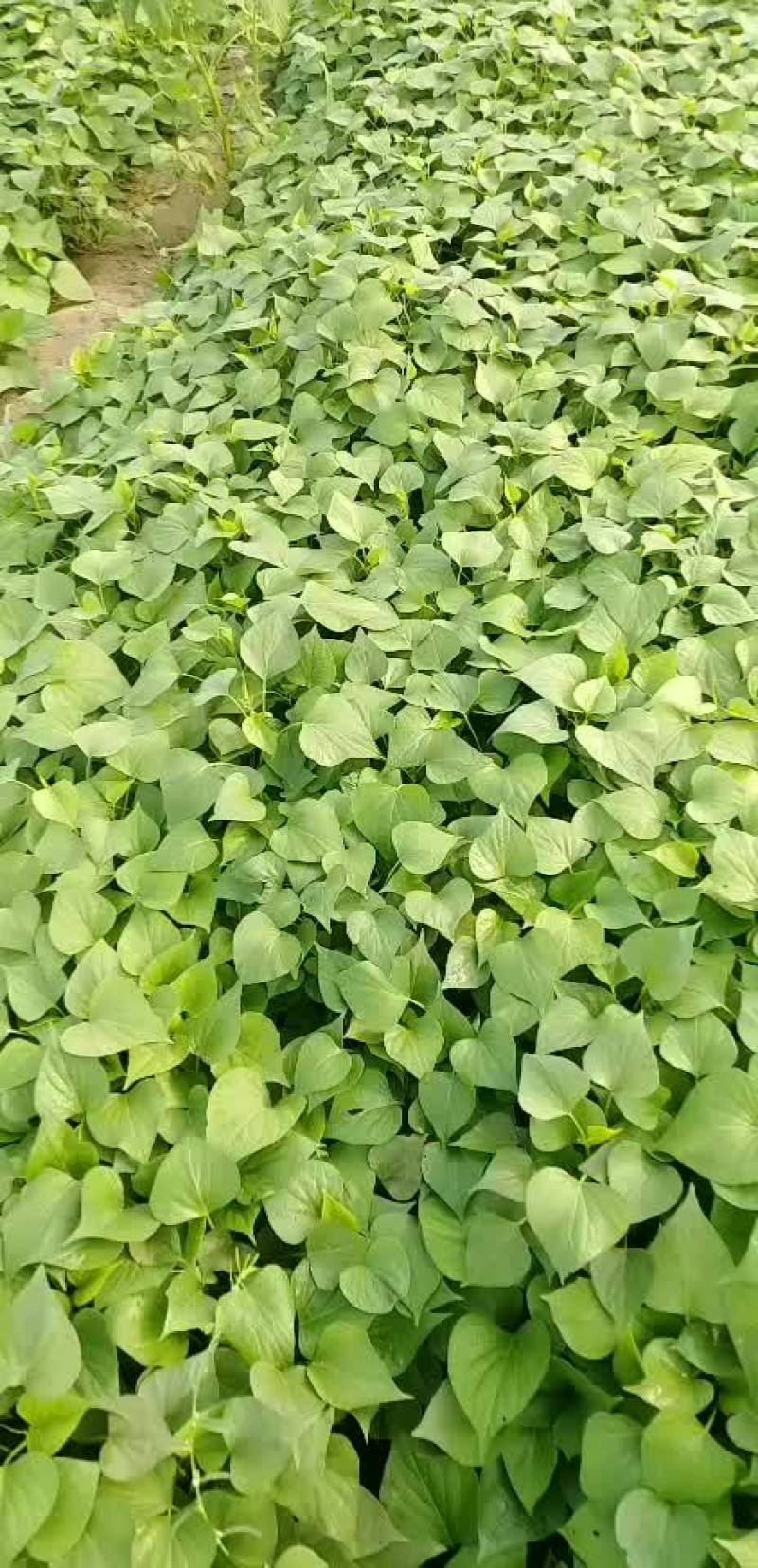 大量供应慧谷脱毒龙九拔苗
