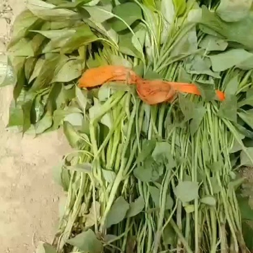 大量供应慧谷脱毒龙九拔苗