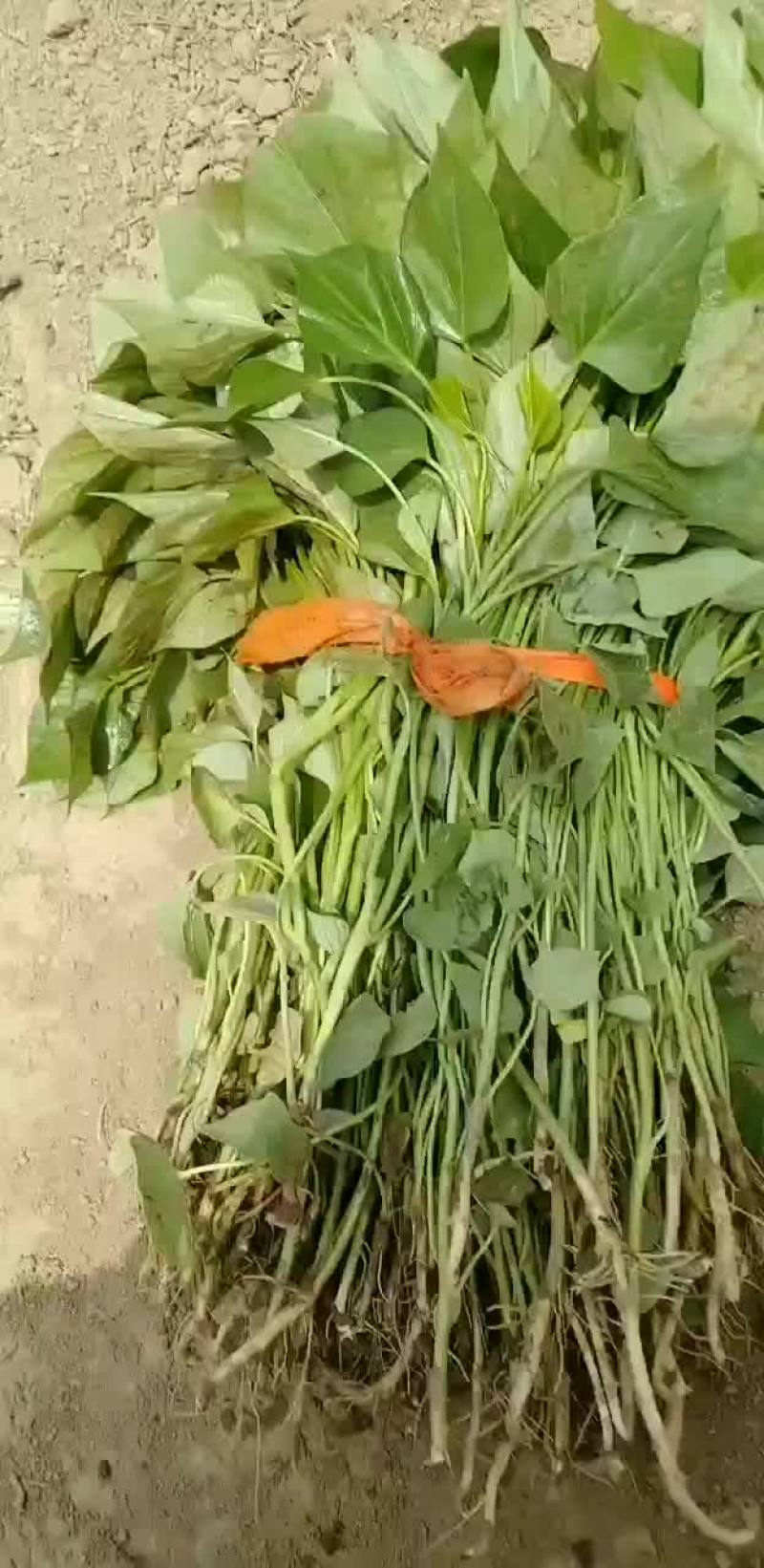 大量供应慧谷脱毒龙九拔苗
