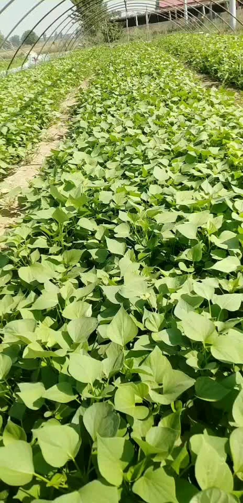 大量供应慧谷脱毒龙九拔苗