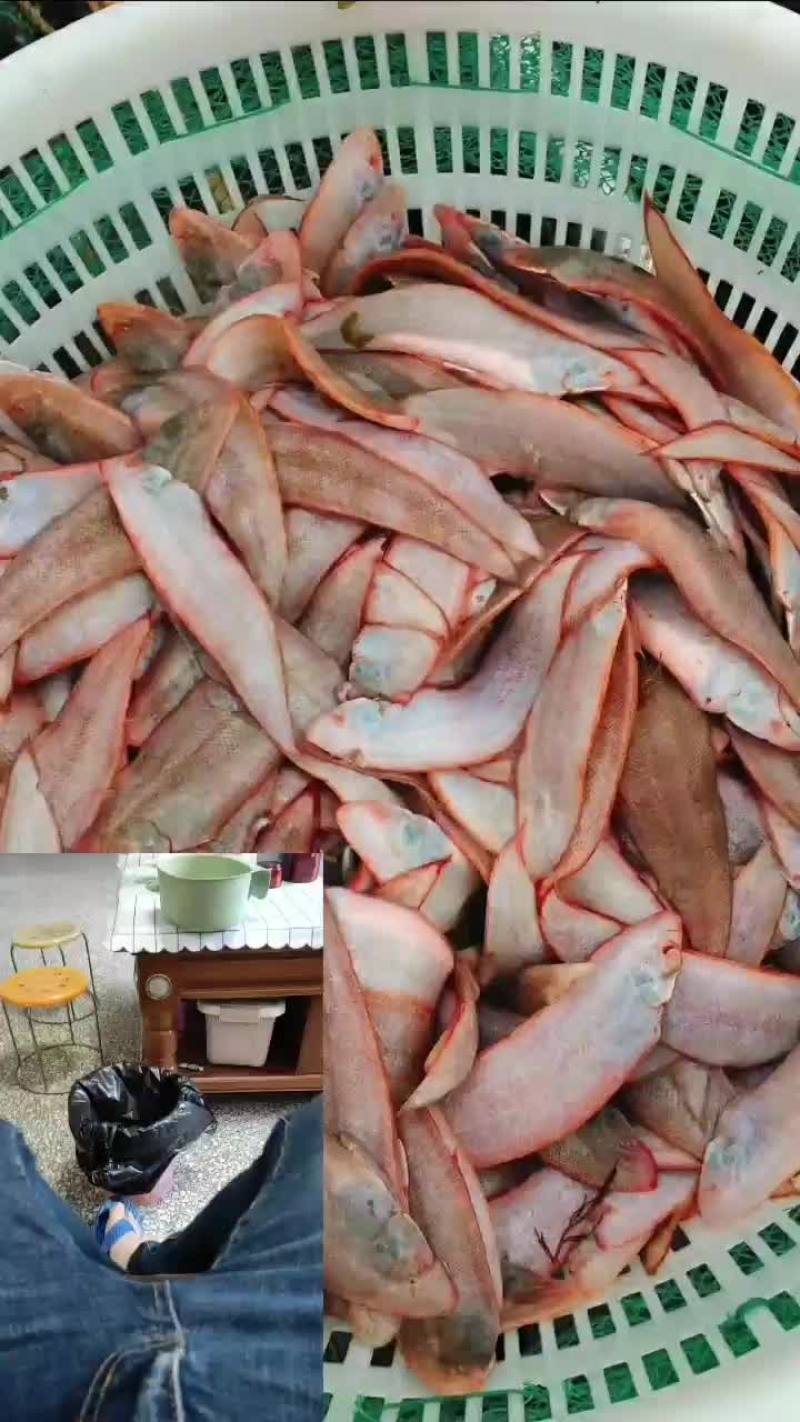 船冻踏板鱼，舌头鱼